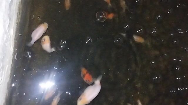 Cá Ranchu 1-2 ngón Cam đen. Mua bán Thú cưng khác tại Thành phố Thủ Đức Tp Hồ Chí Minh được đăng bởi Huynhtuan hình 1