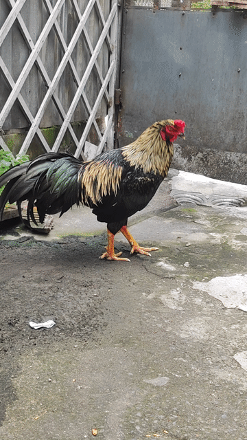 Gà chọi 2.8kg 10 tháng . Mua bán Gà tại Huyện Bình Chánh Tp Hồ Chí Minh được đăng bởi silin hình 1