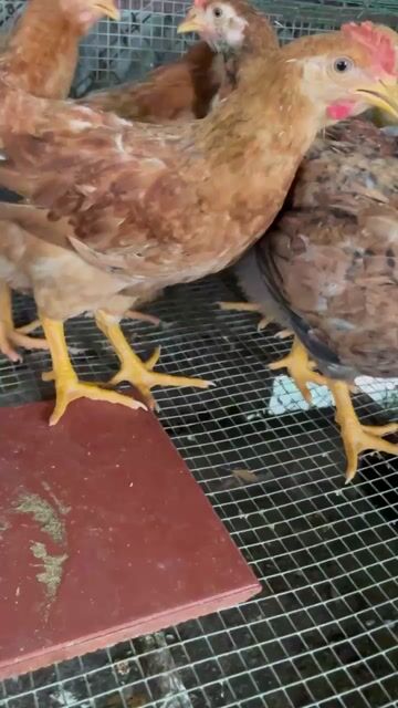 Gà con Nâu khỏe mạnh 8 lạng. Mua bán Gà tại Thành phố Dĩ An Bình Dương được đăng bởi Vu Tho hình 1