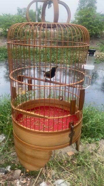 Chim Hút mật 5 màu 2 mùa. Mua bán Chim tại Quận Bình Tân Tp Hồ Chí Minh được đăng bởi Phạm Tuấn hình 1