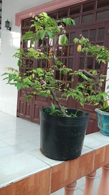 Cây cảnh Khế chua ngọt 70-80cm Đang hoa trái. Mua bán Cây cảnh, đồ trang trí tại Thành phố Dĩ An Bình Dương được đăng bởi Vinh Pham hình 1