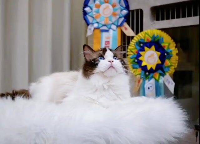 Mèo Ragdoll thuần Đực 7 tháng Trung Quốc. Mua bán Mèo tại Quận Nam Từ Liêm Hà Nội được đăng bởi Đại Ngọc ChamMiloHouse hình 1