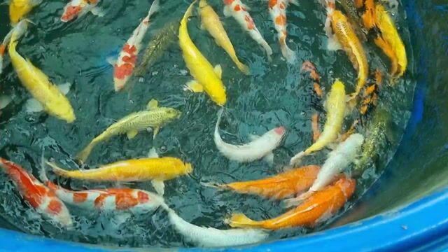 Cá Koi F1 Nhật chuẩn !. Mua bán Thú cưng khác tại Thành phố Thủ Đức Tp Hồ Chí Minh được đăng bởi Thiên Anh hình 1