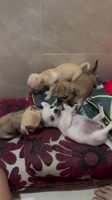 Chó Chihuahua  - 1 Tháng - 4 màu. Mua bán Chó tại Quận 7 Tp Hồ Chí Minh được đăng bởi Đoàn Bảo hình 1