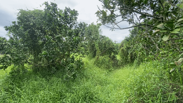 Mua bán Đất Huyện Bàu Bàng Bình Dương diện tích 1600 m² giá 750 triệu