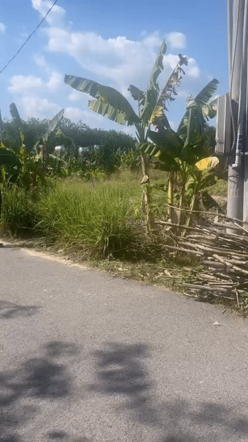 Mua bán Đất Huyện Chơn Thành Bình Phước diện tích 500 m² giá 450 triệu