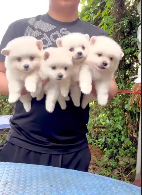 Bán chó pom mini shop 130 đường 2/9 đà nẵng. Mua bán Chó tại Quận Hải Châu Đà Nẵng được đăng bởi Chó Cảnh Đà Nẵng 130 đường 2 9  hình 1