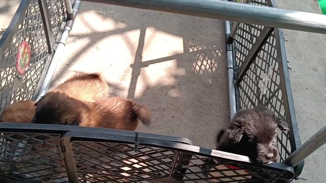 Nhật Lai Bé Gái. Mua bán Chó tại Huyện Phong Điền Cần Thơ được đăng bởi Cún Con  hình 1