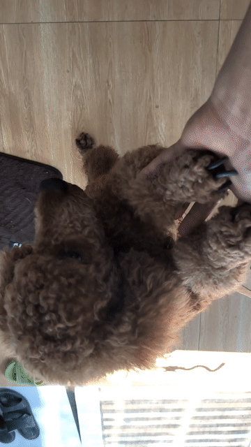 Chó Poodle thông minh, tình cảm. Mua bán Chó tại Huyện Gò Dầu Tây Ninh được đăng bởi Hoang vo hình 1