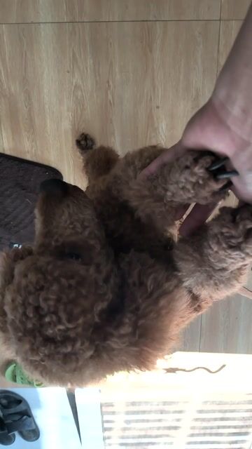 Chó Poodle thông minh, tình cảm. Mua bán Chó tại Huyện Gò Dầu Tây Ninh được đăng bởi Hoang vo hình 1