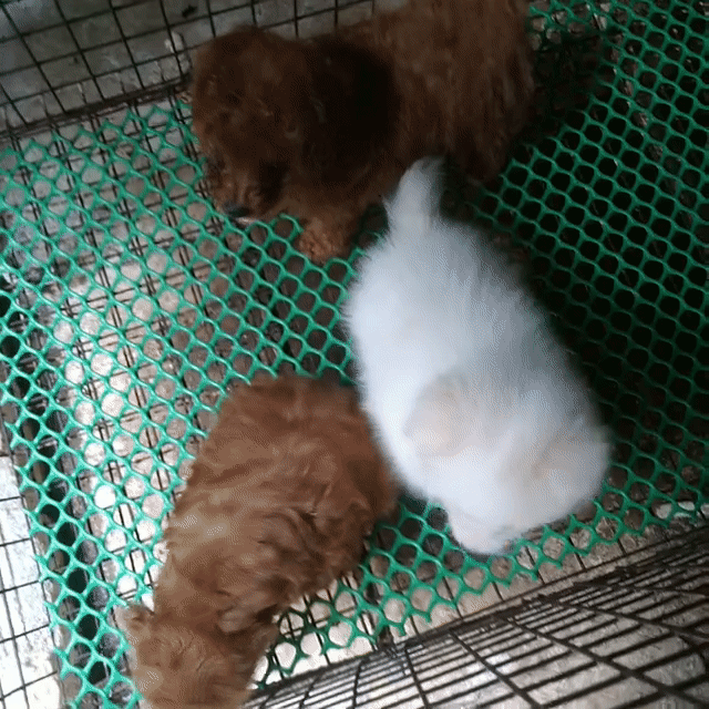 Chó lạp xưởng thuần rã bầy"BT". Mua bán Chó tại Thành phố Bến Tre Bến Tre được đăng bởi Kim Sơn Thạch hình 1