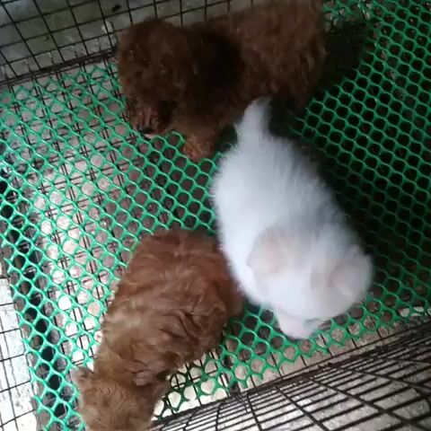 Chó lạp xưởng thuần rã bầy"BT". Mua bán Chó tại Thành phố Bến Tre Bến Tre được đăng bởi Kim Sơn Thạch hình 1