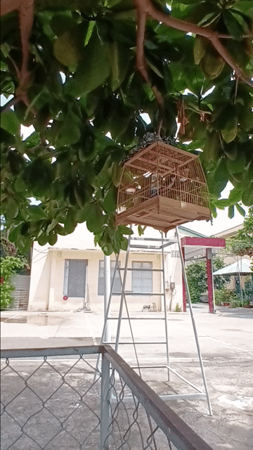 Chim chào mào bẩy đấu. Mua bán Chim tại Quận Tân Bình Tp Hồ Chí Minh được đăng bởi Chim cảnh hình 1