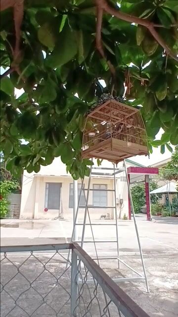 Chim chào mào bẩy đấu. Mua bán Chim tại Quận Tân Bình Tp Hồ Chí Minh được đăng bởi Chim cảnh hình 1