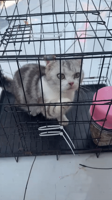 Mèo Trắng xám. Mua bán Mèo tại Huyện Di Linh Lâm Đồng được đăng bởi Trường Phúc hình 1