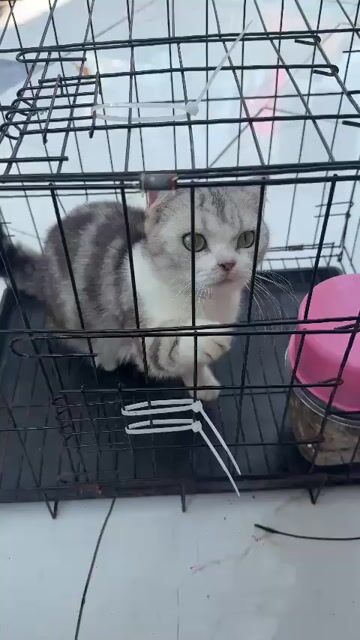 Mèo Trắng xám. Mua bán Mèo tại Huyện Di Linh Lâm Đồng được đăng bởi Trường Phúc hình 1