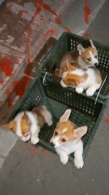 CÚC KU ! Ở ĐÂY CÓ CÚN CORGI XINH Ạ! MẠI ZÔ MẠI ZÔ.. Mua bán Chó tại Quận Đống Đa Hà Nội được đăng bởi Tùng Lâm corgi hình 1