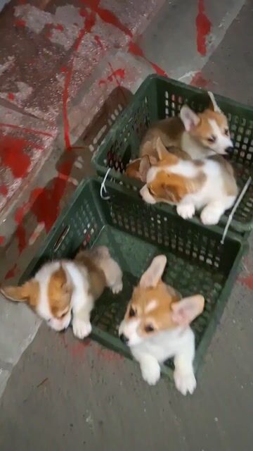 CÚC KU ! Ở ĐÂY CÓ CÚN CORGI XINH Ạ! MẠI ZÔ MẠI ZÔ.. Mua bán Chó tại Quận Đống Đa Hà Nội được đăng bởi Tùng Lâm corgi hình 1
