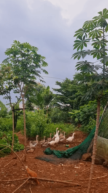 Ngỗng cái nuôi lấy trứng. Mua bán Thú cưng khác tại Huyện Vĩnh Cửu Đồng Nai được đăng bởi Trần Phước hình 1