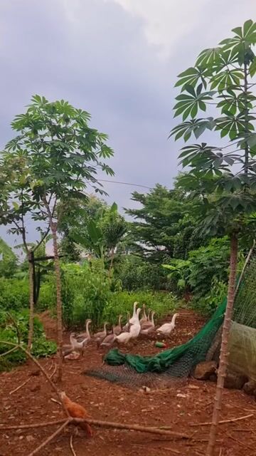 Ngỗng cái nuôi lấy trứng. Mua bán Thú cưng khác tại Huyện Vĩnh Cửu Đồng Nai được đăng bởi Trần Phước hình 1