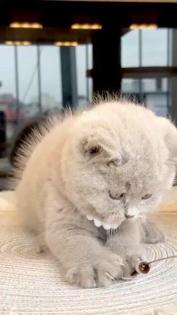 Mèo Anh lông ngắn Lilac free ship ho chi minh. Mua bán Mèo tại Quận 7 Tp Hồ Chí Minh được đăng bởi Như Ý hình 1