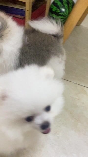 Chó Phốc Sóc Trắng, Nâu trắng. Mua bán Chó tại Quận Bình Tân Tp Hồ Chí Minh được đăng bởi Chi Vinh hình 1