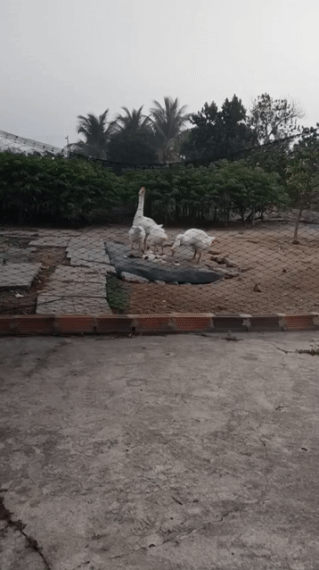 Ngỗng con màu trắng. Mua bán Thú cưng khác tại Huyện Trảng Bàng Tây Ninh được đăng bởi Khắc  hình 1