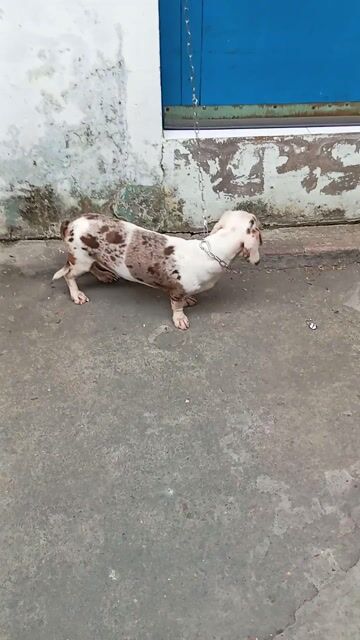 lạp xưởng thuần chủng đực 12 tháng. Mua bán Chó tại Quận 12 Tp Hồ Chí Minh được đăng bởi tý hình 1