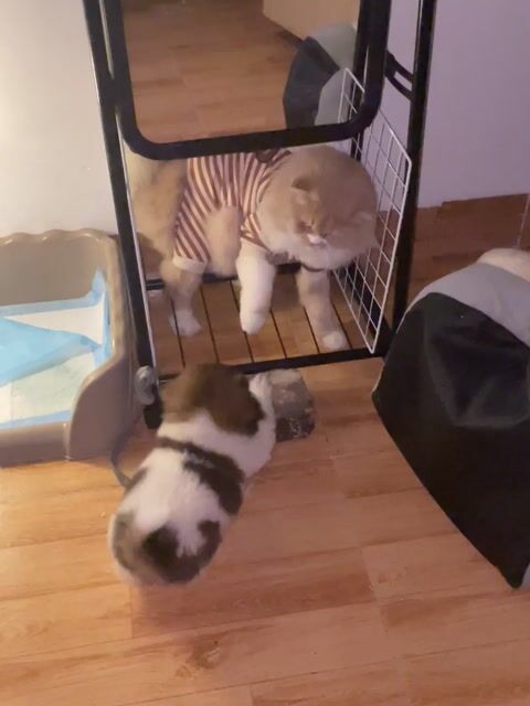 Chó cảnh màu Nâu Trắng. Mua bán Chó tại Quận Hà Đông Hà Nội được đăng bởi Nguyễn tuấn hưng hình 1