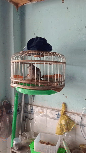 cu malai gl gà đòn . Mua bán Chim tại Quận 12 Tp Hồ Chí Minh được đăng bởi ngọc sơn hình 1
