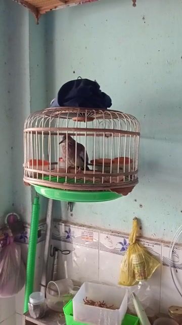 cu malai gl gà đòn . Mua bán Chim tại Quận 12 Tp Hồ Chí Minh được đăng bởi ngọc sơn hình 1