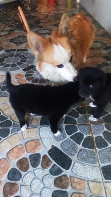 Chó Gấu Nhật xù 40 ngày tuổi. Mua bán Chó tại Huyện Thống Nhất Đồng Nai được đăng bởi Đang Vũ hình 1