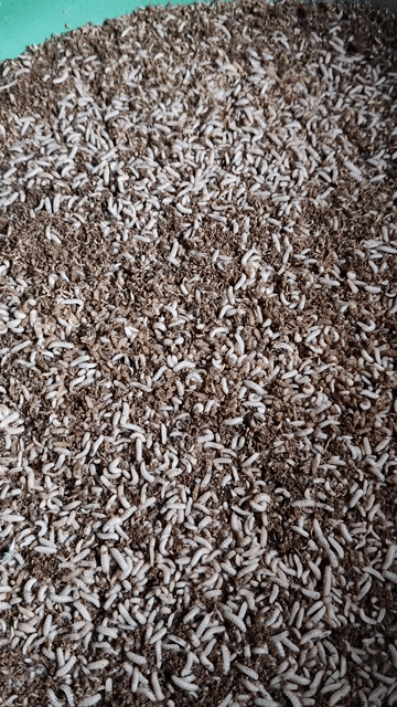 Thức ăn cho chim 1kg. Mua bán Phụ kiện, Thức ăn, Dịch vụ tại Quận Bắc Từ Liêm Hà Nội được đăng bởi nguyễn văn hiếu hình 1