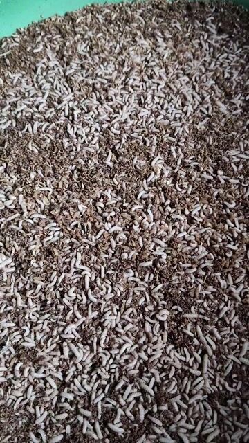 Thức ăn cho chim 1kg. Mua bán Phụ kiện, Thức ăn, Dịch vụ tại Quận Bắc Từ Liêm Hà Nội được đăng bởi nguyễn văn hiếu hình 1