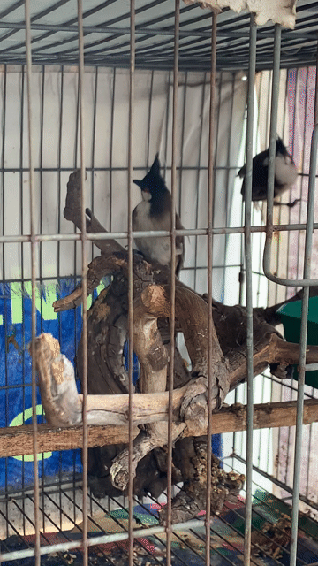 Chào mào hơn 1 năm lồng : 3con/1trieu. Mua bán Chim tại Quận Gò Vấp Tp Hồ Chí Minh được đăng bởi Hung  hình 1