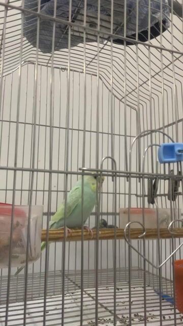Chim Hà Lan lai EU cái 6 tháng. Mua bán Chim tại Quận Bình Thuỷ Cần Thơ được đăng bởi Tên chưa cung cấp hình 1