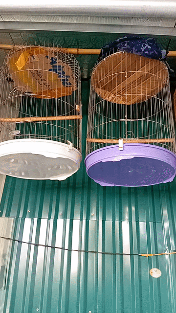 Lồng chim Khướu Inox size 42. Mua bán Phụ kiện, Thức ăn, Dịch vụ tại Huyện Thanh Trì Hà Nội được đăng bởi Lương Tấn Thịnh hình 1