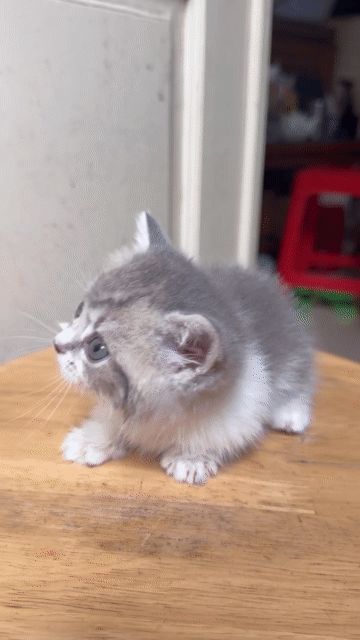 Mèo Munchkin chân lùn tai cụp. Mua bán Mèo tại Quận Cầu Giấy Hà Nội được đăng bởi Hạnh hình 1
