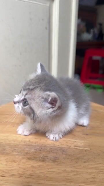 Mèo Munchkin chân lùn tai cụp. Mua bán Mèo tại Quận Cầu Giấy Hà Nội được đăng bởi Hạnh hình 1
