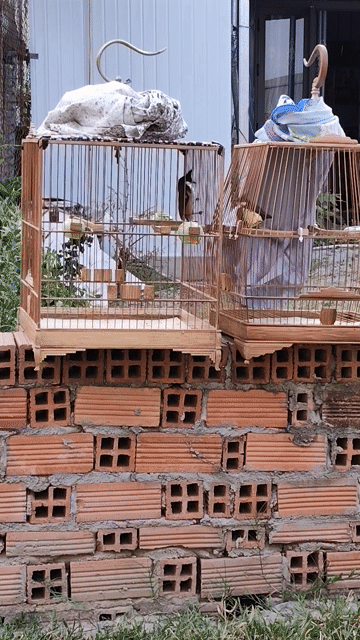 Chim chào mào Đen, trắng, đỏ. Mua bán Chim tại Thị xã Tân Uyên Bình Dương được đăng bởi Tuan dong hình 1