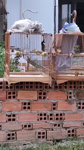Chim chào mào Đen, trắng, đỏ. Mua bán Chim tại Thị xã Tân Uyên Bình Dương được đăng bởi Tuan dong hình 1