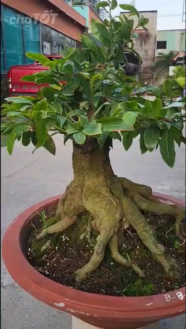 Mai vàng sù Bonsai lùn lực cao 55cm. Mua bán Cây cảnh, đồ trang trí tại Huyện Hóc Môn Tp Hồ Chí Minh được đăng bởi Nguyễn Hiếu hình 1