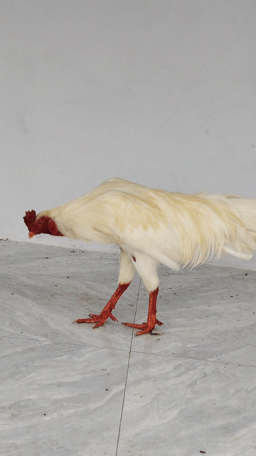 Gà tơ Trắng Nhỏ 8 tháng. Mua bán Gà tại Huyện Kế Sách Sóc Trăng được đăng bởi gà kế sách hình 1