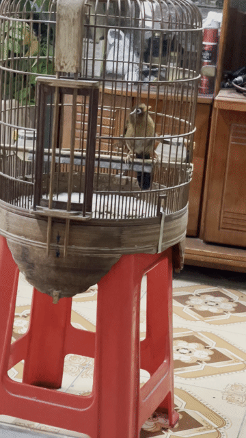 Chim Chích Chòe 2 mùa. Mua bán Chim tại Thành phố Thủ Đức Tp Hồ Chí Minh được đăng bởi Trang hình 1