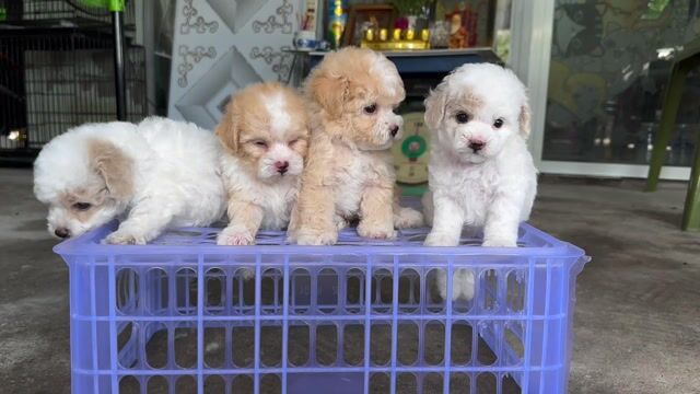 Chó Poodle Tiny đực cái đã tiêm mũi 1. Mua bán Chó tại Thành phố Bến Tre Bến Tre được đăng bởi Mì Mì House  hình 1
