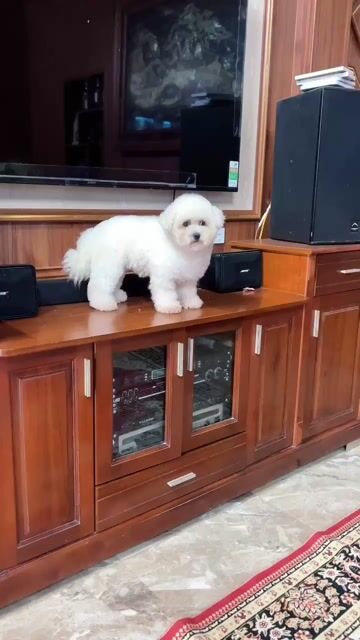 Tìm nhà mới cho em Bichon cái. Mua bán Chó tại Huyện Quốc Oai Hà Nội được đăng bởi Min tattoo hình 1