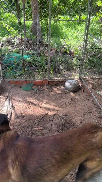 Chó Malinois Bỉ Đực 2 năm. Mua bán Chó tại Quận Cái Răng Cần Thơ được đăng bởi Quốc Dương hình 1
