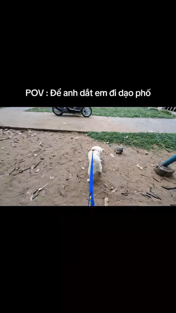 Chó Shiba Inu 10 tháng. Mua bán Chó tại Quận Bình Tân Tp Hồ Chí Minh được đăng bởi dương cẩm tú  hình 1