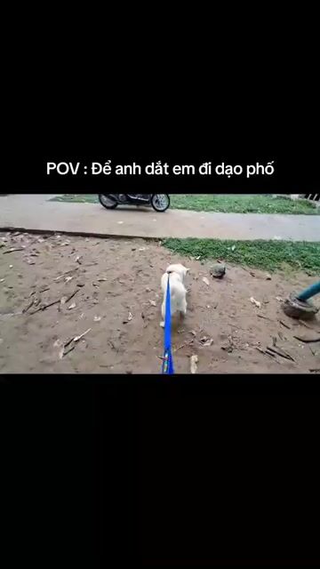 Chó Shiba Inu 10 tháng. Mua bán Chó tại Quận Bình Tân Tp Hồ Chí Minh được đăng bởi dương cẩm tú  hình 1