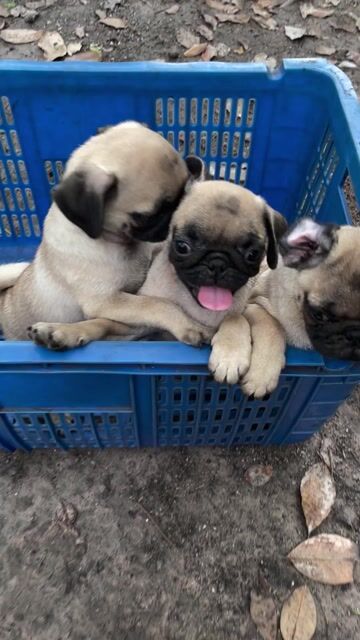 Tìm nhà mới cho đám giặc 2 tháng tuổi. Mua bán Chó tại Huyện Củ Chi Tp Hồ Chí Minh được đăng bởi Trân hình 1